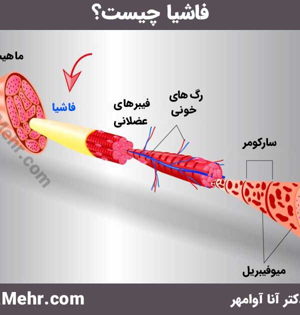 فاشیا چیست و کجاست